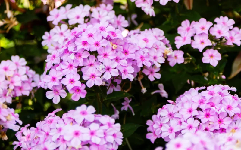 Close-up of soft pink and lavender garden flowers in natural daylight