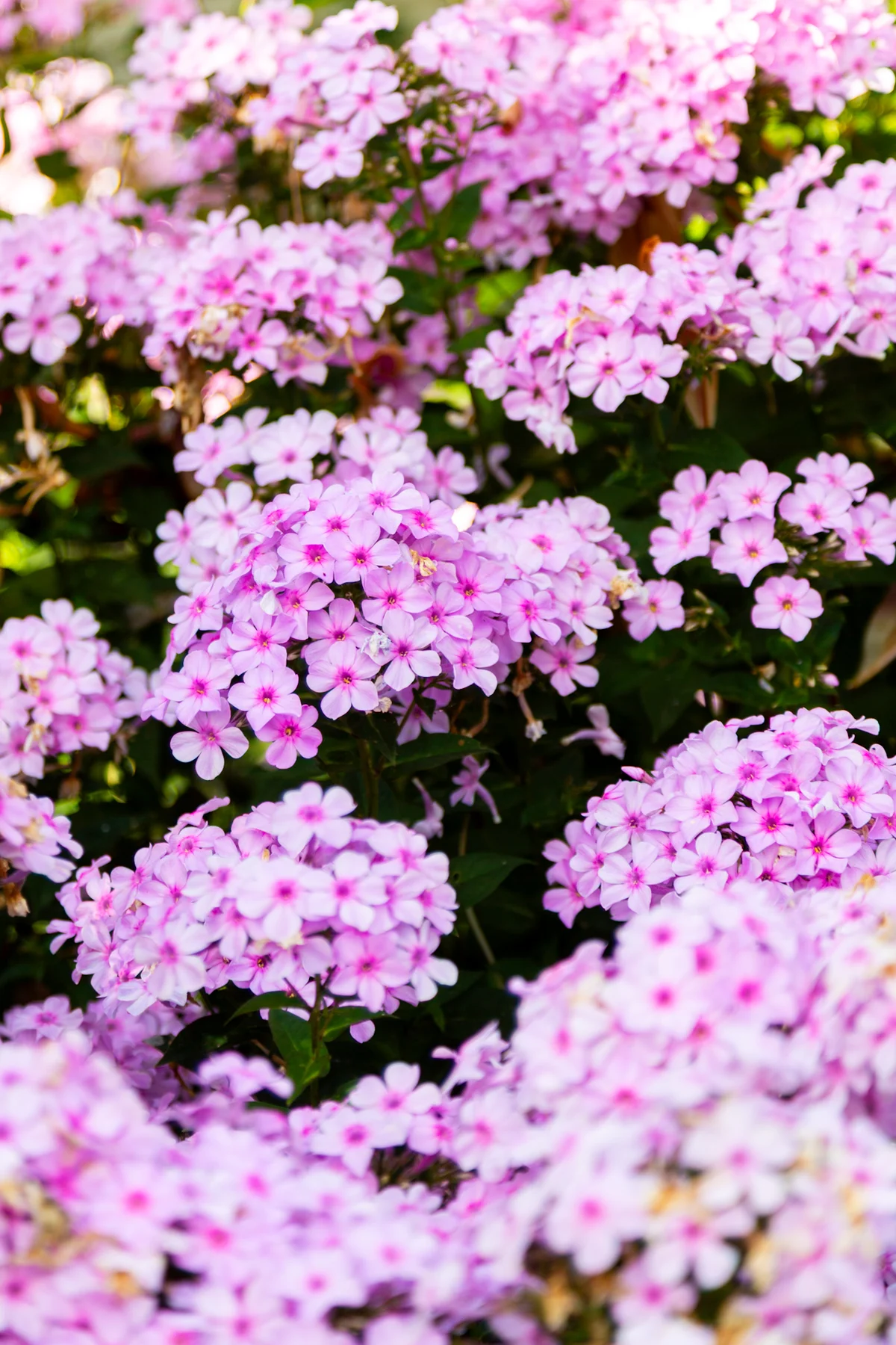 Close-up of soft pink and lavender garden flowers in natural daylight